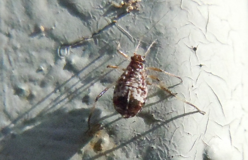 Cinara cf. gruppo pruinosa (Aphididae)